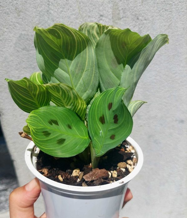 Maranta Light Veins