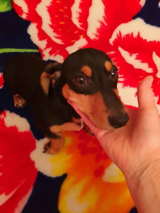 Собака породи такса