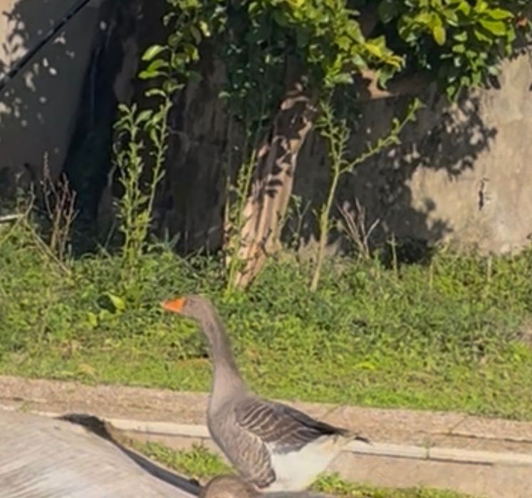 Pato ganso jovem