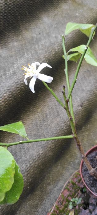 Вкорінені живці плодоносного лимонного дерева