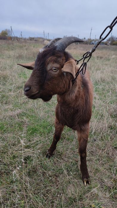 Продам Козу разом з Цапом