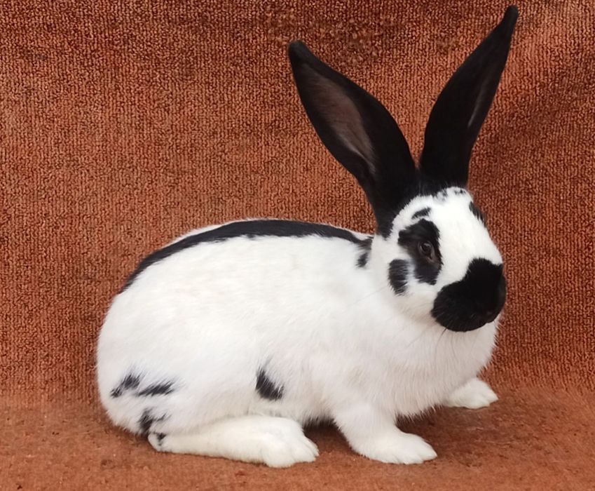 Кролі кроликів кролеків