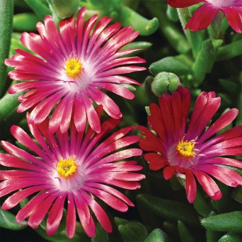 Дилосперма вічнозелена