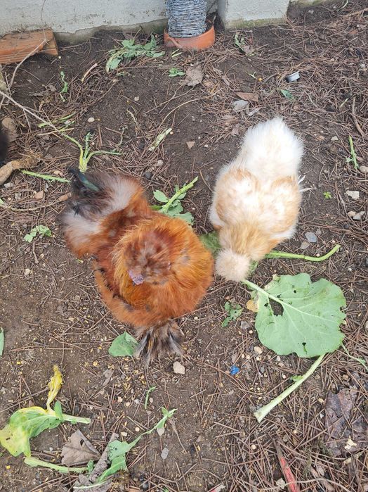 Ovos Sedosas do Japao Barbudas