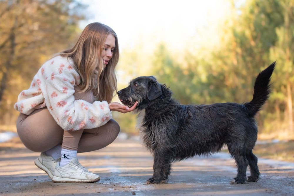 GOLEX - mały wesoły piesek poleca się do adopcji