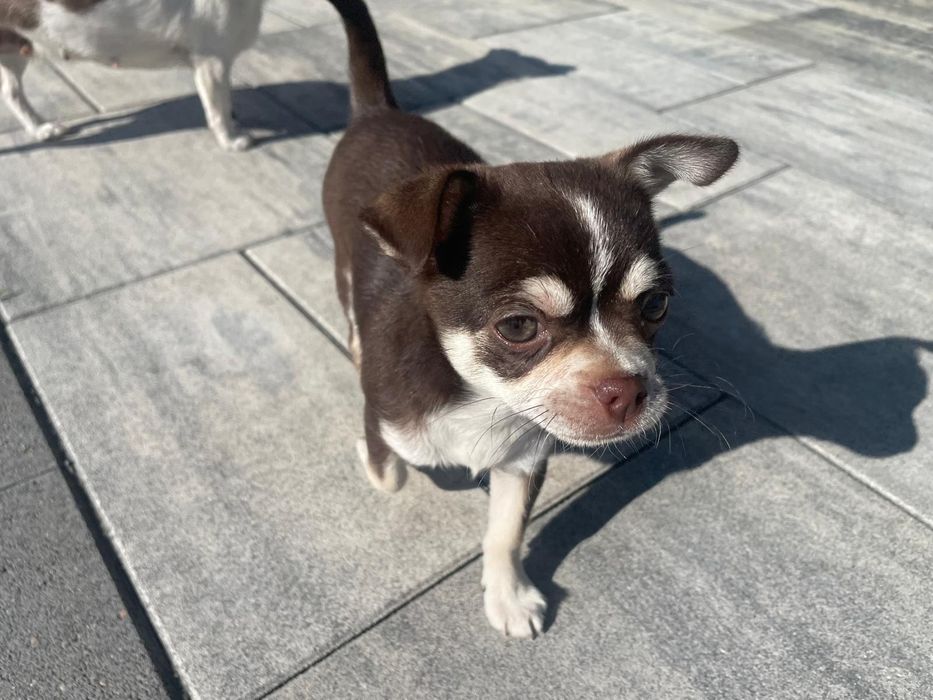 Chihuahua krótkowłosy suczka