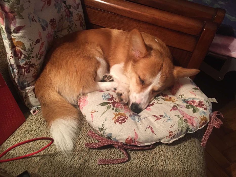 Квартирная передержка/отель