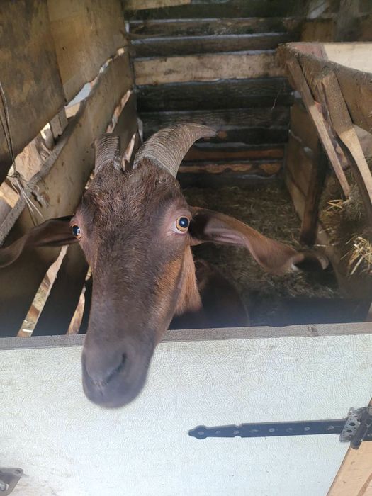 Продам стадо дойных коз