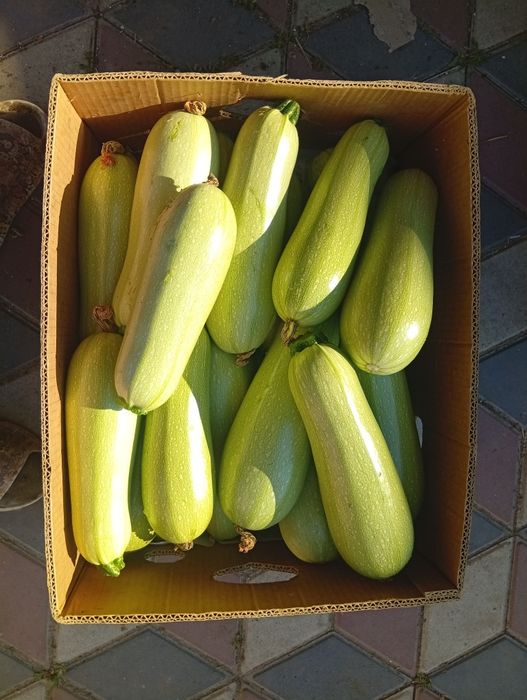Продам кабачки на корм уточкам по 5 грн