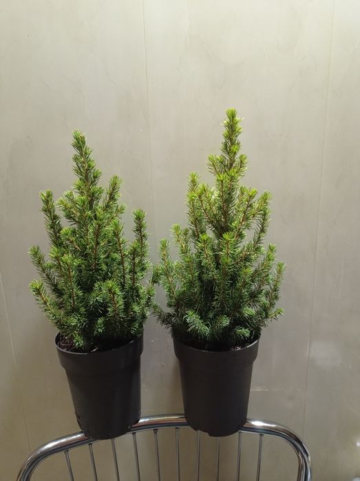 Ель Коника канадская.