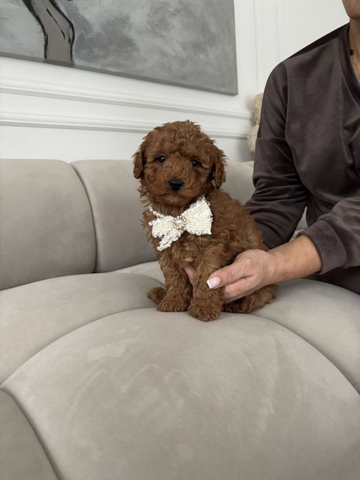 Pudel Toy Mini piesek z rodowodem