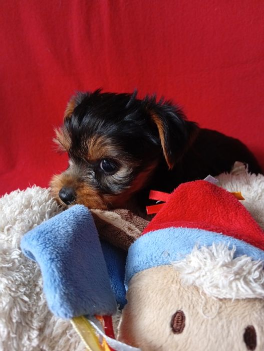 Yorkshire terrier szczeniak chlopak