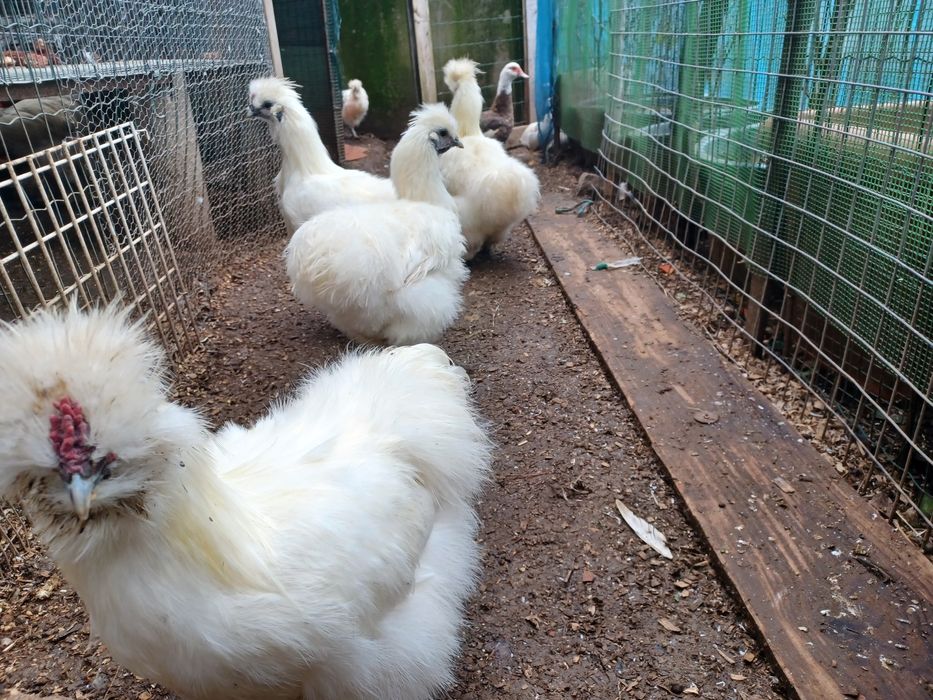 Garnizos cedosos machos