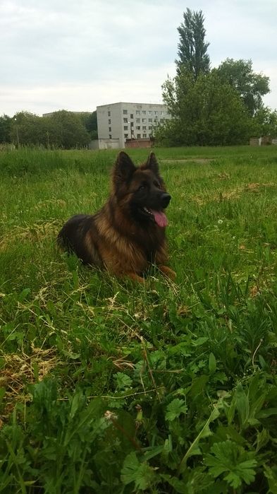 В'язка, німець хлопчик