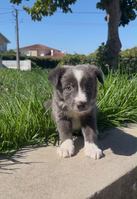 Cachorro border collie