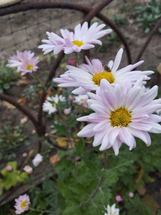 Продам хризантеми