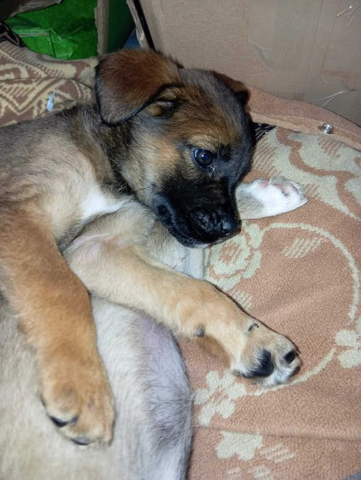 Bella – mała sunia o wielkim sercu szuka domu!