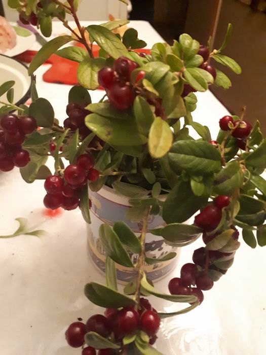 Суха брусниця( брусника)