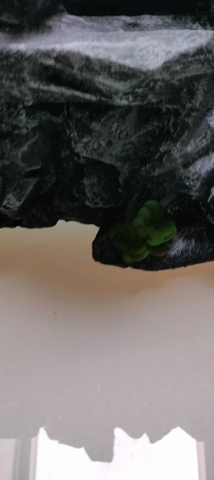 Ścianka do terrarium