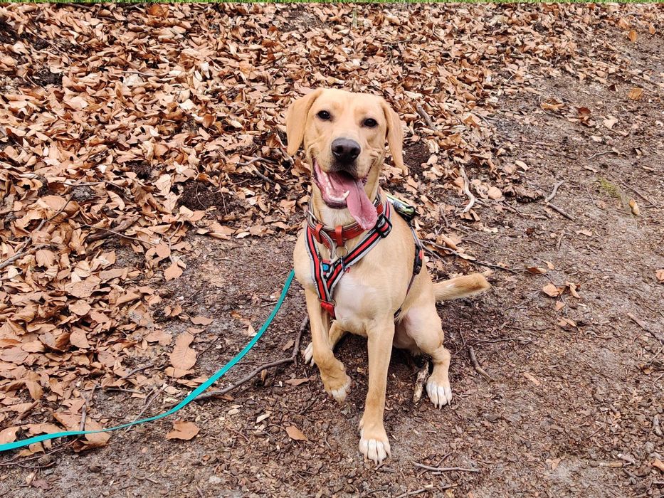 Mądry, piękny i emocjonalny - szuka domu z doświadczonym opiekunem