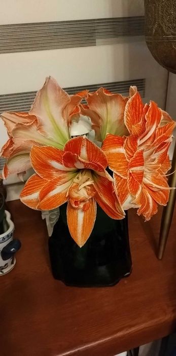 Сіянці амариліса Gervase * Dancing Queen . 1 рік 2 місяці