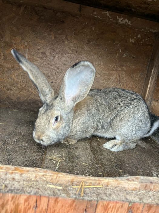 Sprzedam królika belgijskiego
