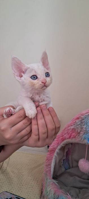 Koteczka devon rex niebieskooka