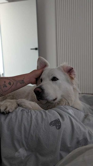 Кобель для в'язки Польська Підголянська Вівчарка