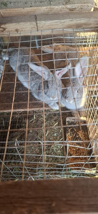 Кролики продаж молодих