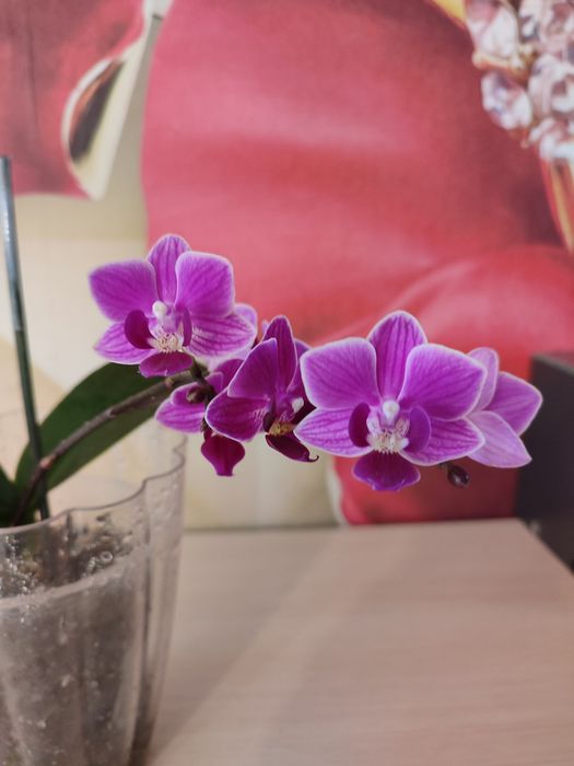 Орхидея цветущая