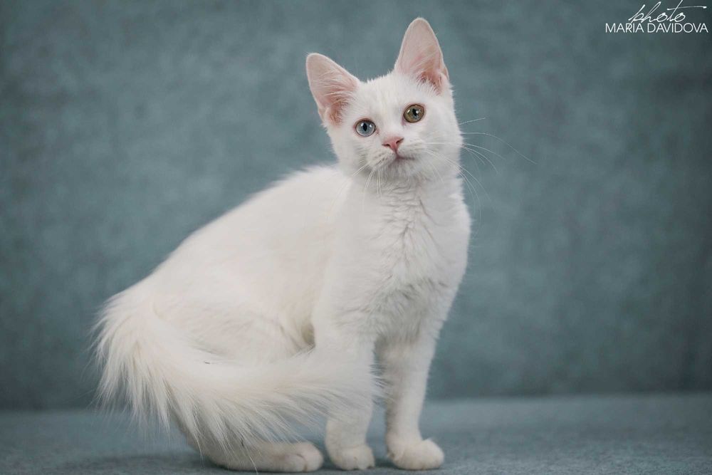 кошка белая разноглазая манчкин лонг.  Слышит ! Не  глухая