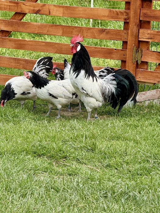 Jaja lęgowe Feniks Miniaturowy Czarny  Silka USA Vorwerk  Białoczub Lakenvelder Brakla Sreb