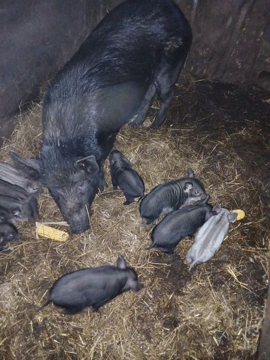 Бронювання на поросята Кармал