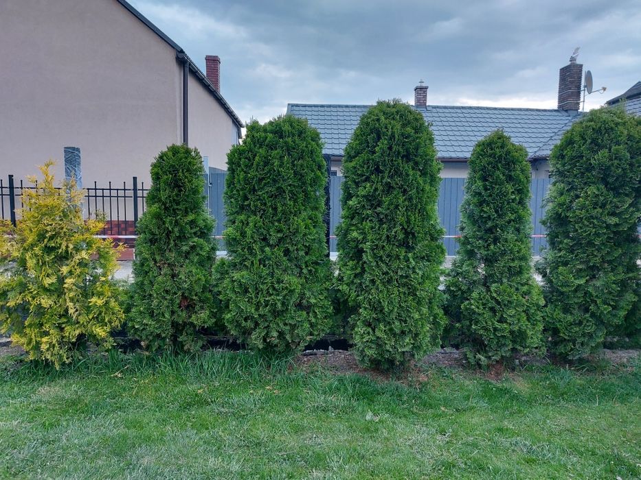 Tuje 200cm sprzedam tuja