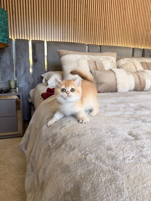 British shorthair golden-LOP