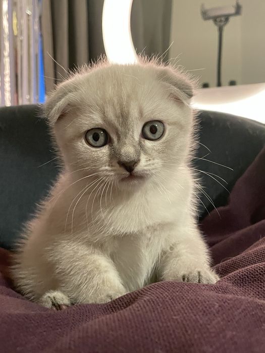 Висловухі шотландські кошенята Blue Lynx Point