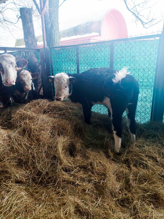 cielak jałówka 5 miesięcy