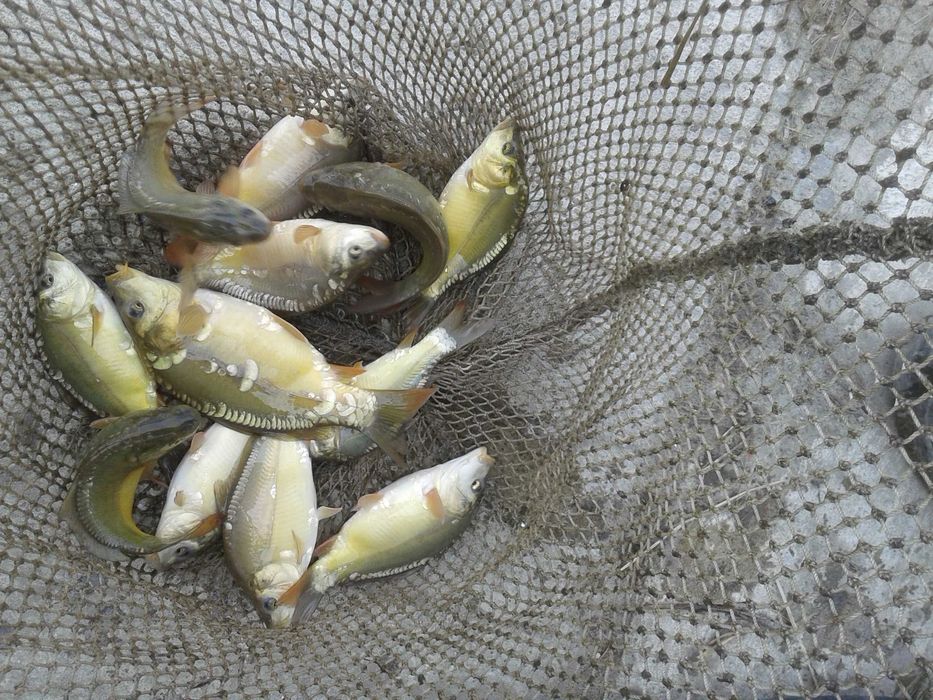 karp  narybek do stawu i oczek