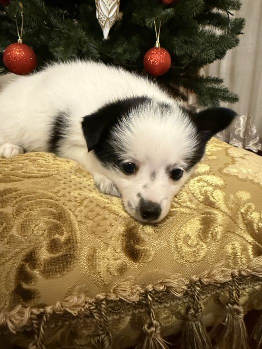 Продається цуцик шпіца