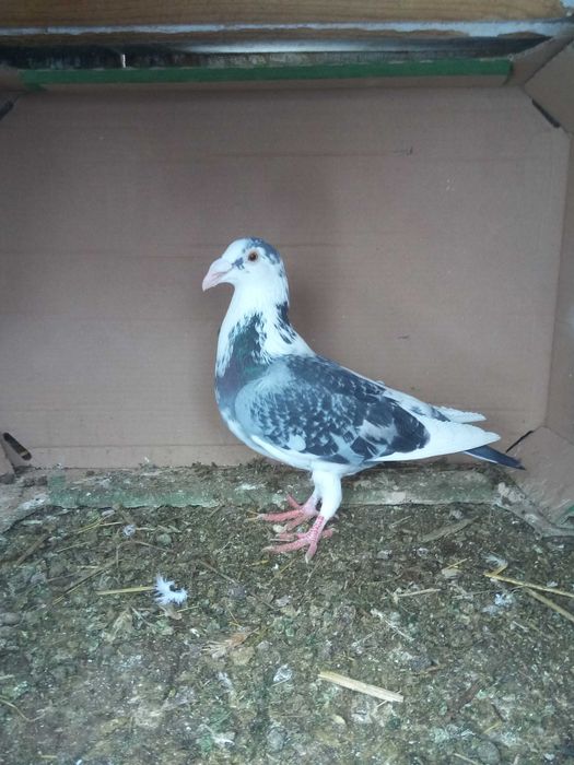 Sprzedam gołębie