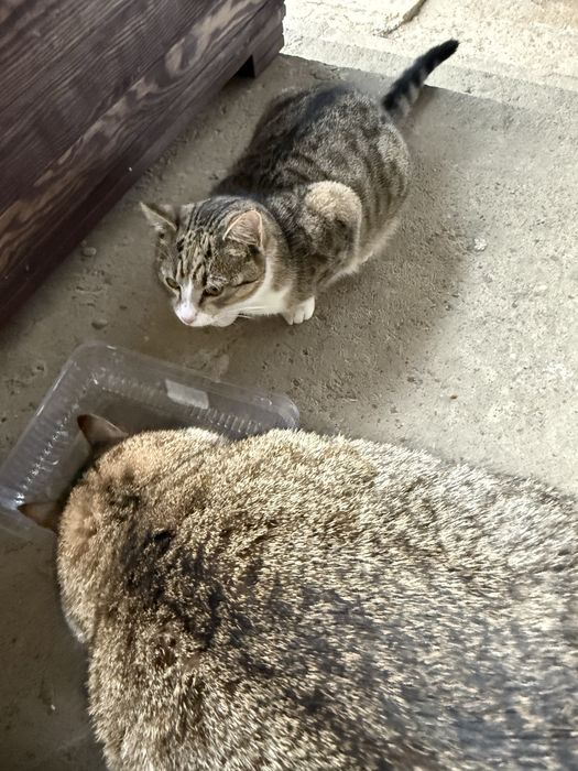 Oddam kotke 6 miessircy. urodzona 15.06