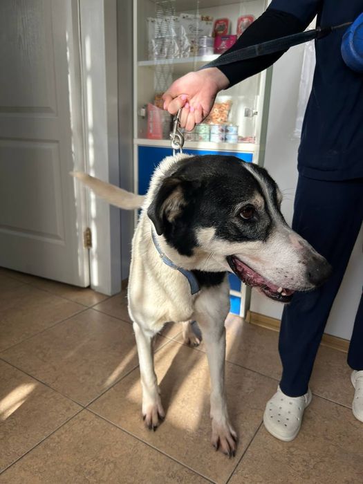 Хлопец, метис‼️Віддається‼️ В родину