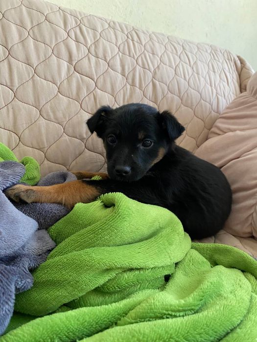 песика у добрі руки хлопчик Міша безкоштовно