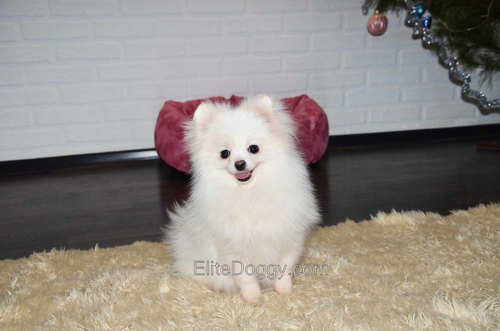 Мини девочка померанского шпица белого окраса