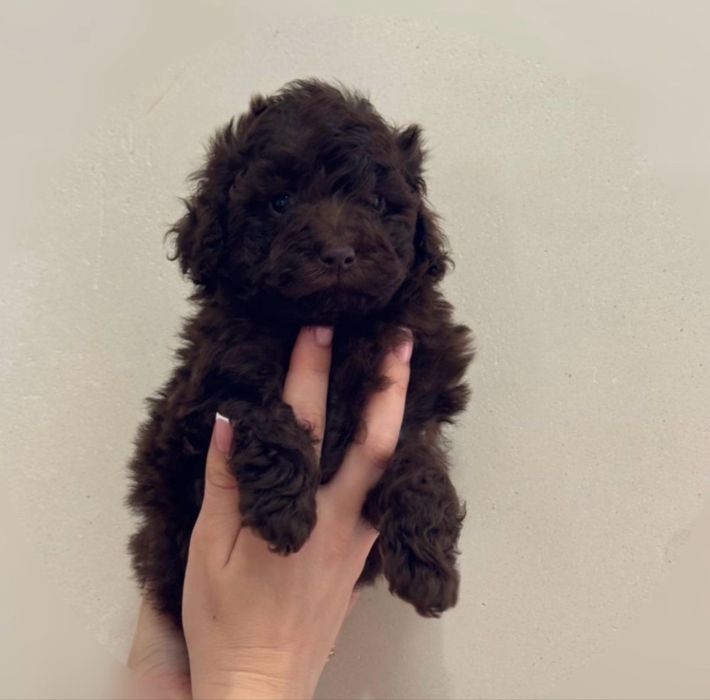 Шоколадна красуня Той пудель