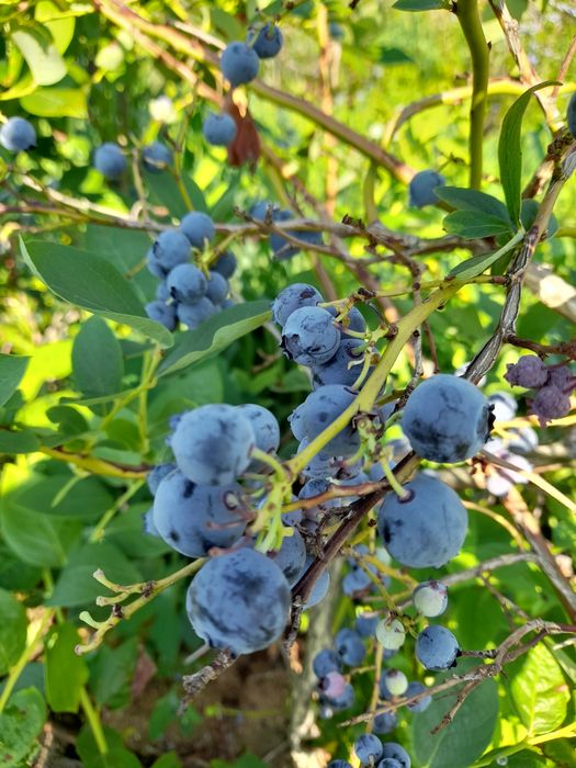Borówka amerykańska, własna plantacja, 20 zł/kg
