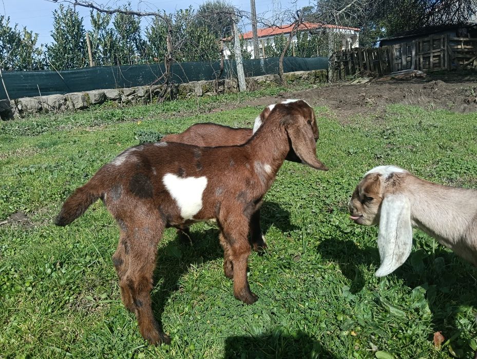 Cabras Anglonubianas