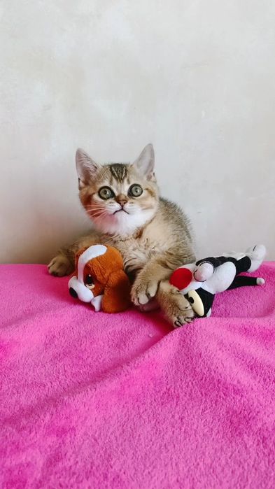 Красивый мальчик,золотая шиншилла.