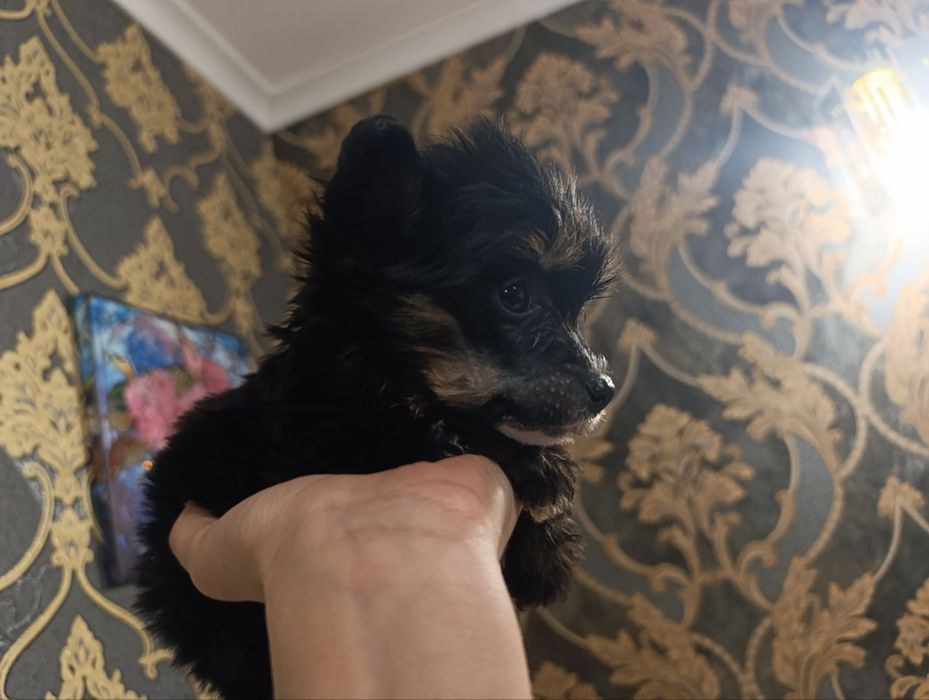 Китайська чубата КСУ FCI