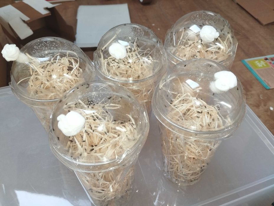 3x Muszki Drosophila hydei